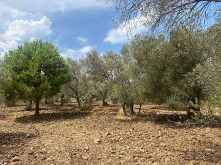 Ayvada'dan Ayvalık Cunda'da 13 Dönüm Bakımlı Zeytinlik