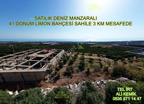 Satılık Deniz Manzaralı 41 Dönüm Limon Bahçesi