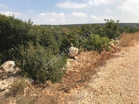 Narlıkuyu Ovacıkta Satılık Çiftlik Ve Arazisi