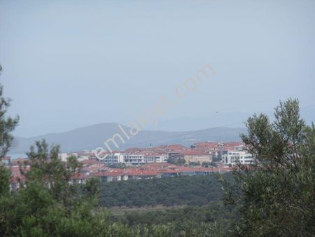 Ayvada Dan Ayvalık’ta 25 Dönüm Zeytinlik