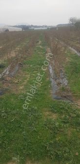 Bilge Gayrimenkulden Acil Satılık Tarla