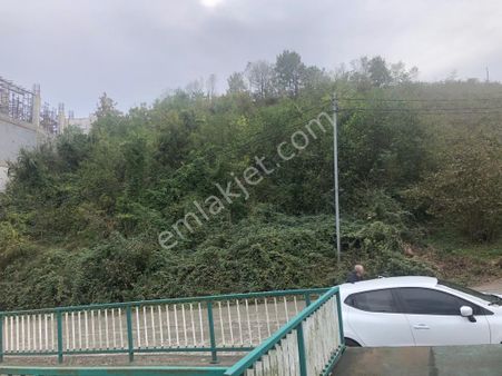 Trabzon Gürbulak Satılık 3.809 M2 Fındık Bahçesi