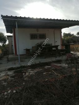 İzmir Torbalı Gold Emlaktan Satılık Zeytin Bahçesi...