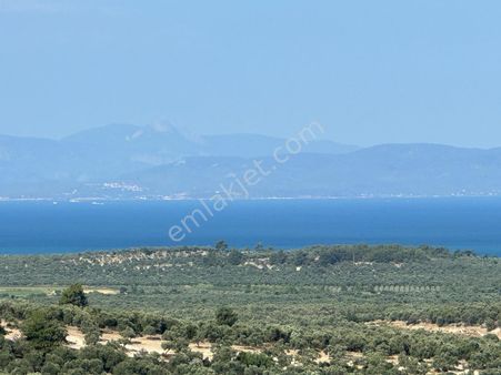 Ayvada'dan Ayvalık Mutluda 56 Dönüm Bakımlı Zeytinlik