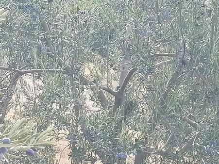 Uras Gayrimenkul Den Satılık Zeytinlik