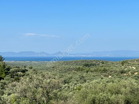 Ayvada'dan Ayvalık Mutluda 53 Dönüm Bakımlı Zeytinlik