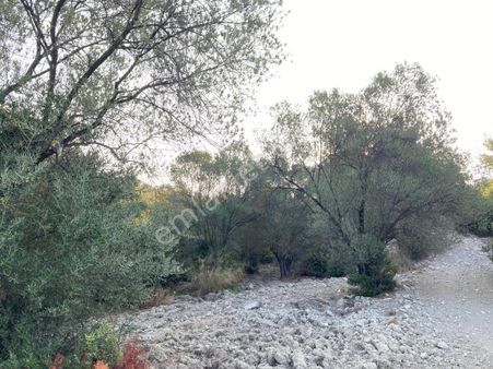 Ayvada'dan Ayvalık Mutluda 10 Dönüm Bakımlı Zeytinlik