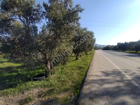 Kentmax Emlak'tan Çakırlı'da Asfalt Yola Cephe Satılık Zeytinlik