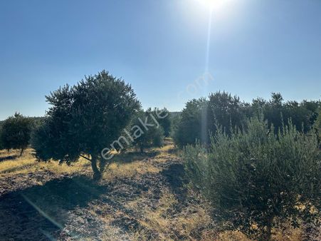 Manisa Akhisar Kapaklı Mahallesinde Hesaplı Zeytinlik