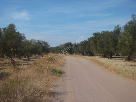 Ayvada Dan Ayvalık Gazikemalpaşa 31 Dönüm Bakımlı Zeytinlik