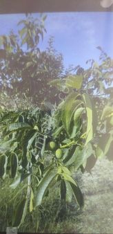 Cerkezköy Satılık Bağce 700 Uzerinde Meyve Ağaçları Var