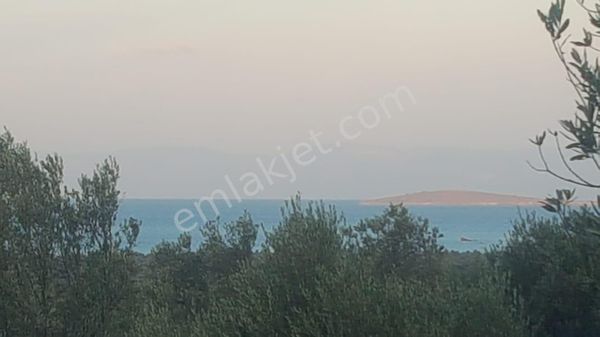 Ayvada Dan Ayvalık Sakarya'da 25 Dönüm Bakımlı Zeytinlik