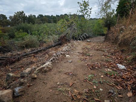 Çanakkale Bayramiç Daloba Köyü Satılık 1860 M2 Tarla