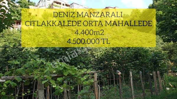 ( 23 )deniz Manzaralı Citlakkalede Orta Mahallede 4.400m2
