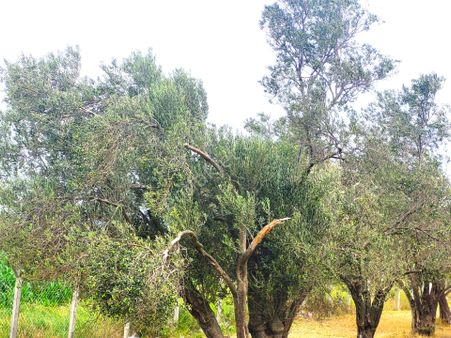 💠💠halil Akman'dan Havran'da 6.923 M2 Kadastro Yoluna Cepheli Muhteşem Zeytinlik