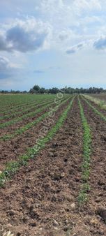 Verimli Birinci Sınıf Tarım Arazisi