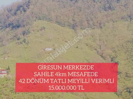 ( 26 ) Giresun Merkezde Sahile 4km Mesafede 42 Dönüm Tatlı Meyilli Verimli
