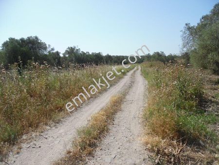 Ayvada Dan 22 Dönüm Gazi Kemalpaşa Da Bakımlı Zeytinlik