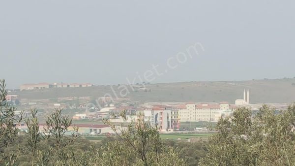 Ayvada'dan Ayvalık Fethiye'de 25 Dönüm Bakımlı Zeytinlik