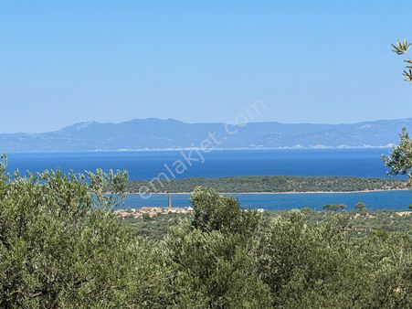 Ayvada'dan Gömeç Kerem Köy'de 50 Dönüm Bakımlı Zeytinlik İ