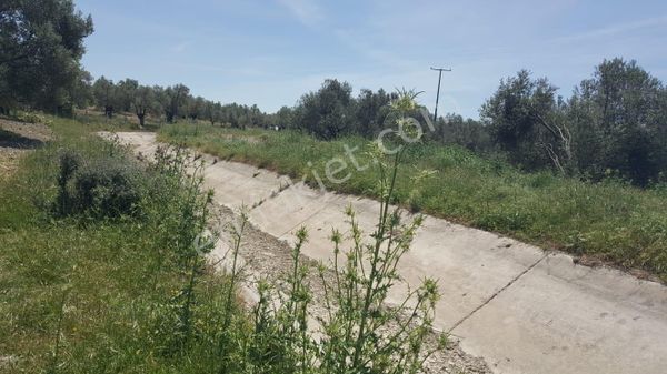 Ayvada'dan Ayvalık Gazikemalpaşa'da 625 M2 Bakımlı Zeytinlik