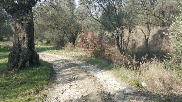 Ayvada'dan Ayvalık Kazımkarabekir 4 Dönüm Bakımlı Zeytinlik