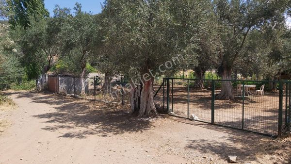 Eryılmaz Gayrimenkul'den Balıkesir Burhaniye Bahadın'lı Köyünde Satılık 800m2 Zeytinlik
