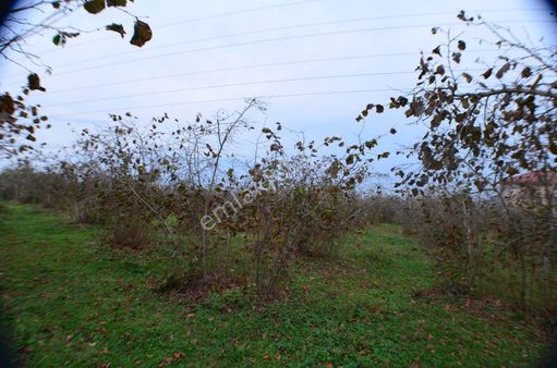 Efirlide 19,5 Dönüm Düz Ve Deniz Manzaralı Fındık Bahçesi
