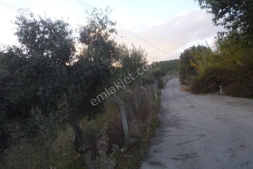 İzmir Torbalı Gold Emlaktan Satılık Zeytinli Tarla