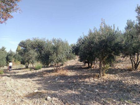 Manisa Soma Göktaş Satılık Tarla