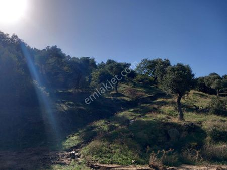 Söke Akçakaya 'da 13,5 Dönüm Satılık Zeytinlik