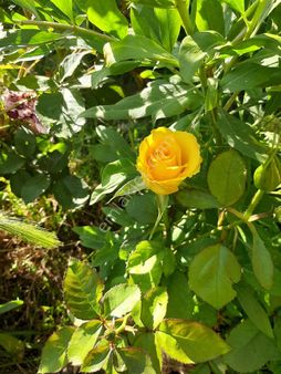 Nigde Ulukışla Kılan Yaylasında Fırsat Yazlık