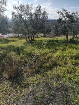 Yalova Çınarcık Çalıcada Satılık Villa Arsası