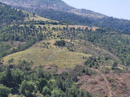 💠halil Akman'dan Havran Kocaseyit'te 43 Dönüm Kadastro Yoluna Cepheli Doğa Manzaralı Tarla