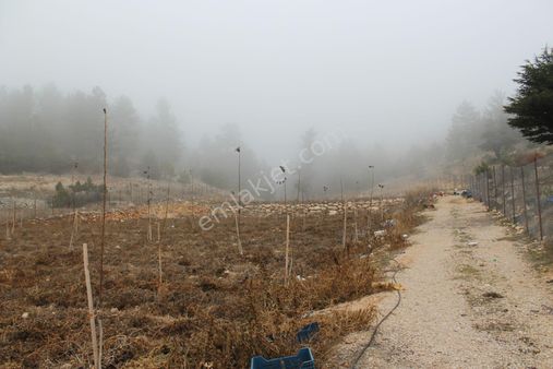 Erdemli Aydınlar ( Avgadı ) Mah Süpürgelik Mevki Satılık Tarla Ve Ceviz Bahçesi