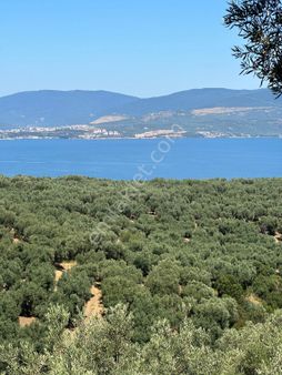 Balıkesir/bandırma/edincik’te Ful Deniz Manzaralı Zeytinlik