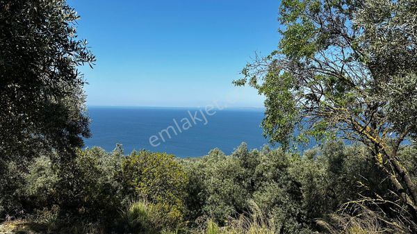 Balıkesir/bandırma/edincik’te 35m Yola Cepheli Satılık Zetinlik