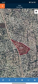 Ayvalık Gazikemalpaşada Etrafı Tel Örgü İle Çevrili Bakımlı Satılık Zeytinlik