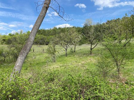 Taşcıahiler Köyünde 3600m2 Tarla Değerinin Altında Acil Satılık