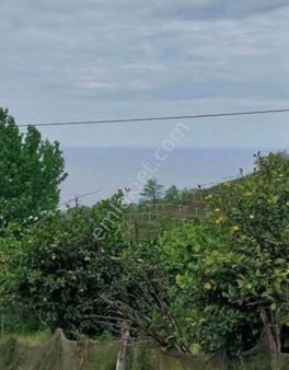 Perşembe Okçulu Köyünde, Deniz Manzaralı Satılık Fındık Bahçesi