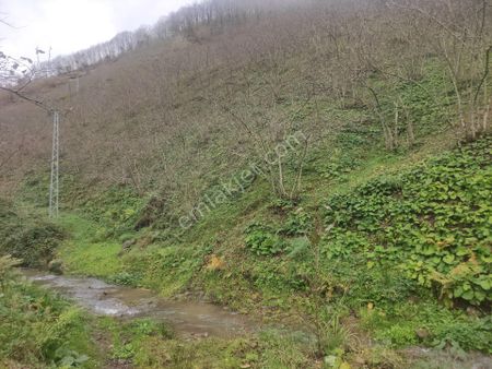 Ordu İkizce Duzmese Koyu Corak Mah Satilik Findik Bahcesi