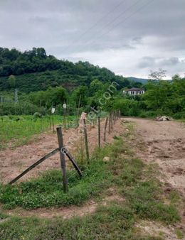 Çamaş Edirli Mahallesinde, Doğayla İç İçe Satılık Fındık Bahçesi