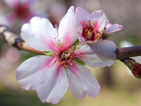 Ağa İnşaat Emlak'tan Datça Yazıköy'de Satılık 2.195 M2 Bademlik