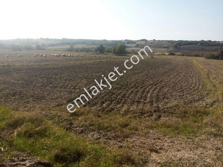 Kırklareli Babaeski Çavuşköyde Satılık 5750 M2 Tarla