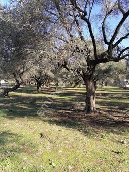 Aydın Nazilli Pınarbaşı Mh Satılık Zeytinlik