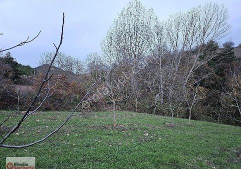 Geyve Çamlık Ta Satlik Bahçe