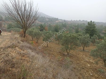 4326 M2 Satılık Tarla Uygun Fiyatlı Osmanlı Gayrimenkulden