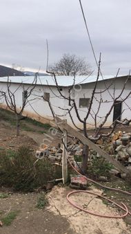 5.5 Dönüm Arazi 300 Tavuk 1100 Kök Kiraz Konteyner Evli Çiftlik