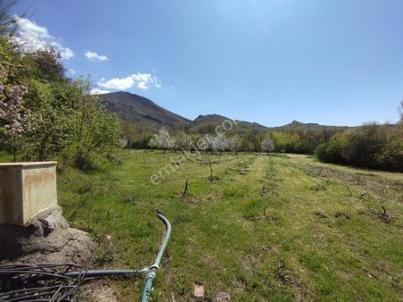 Alihan G.m.den Zerteriç Köyü Satılık ( Üçü Bir Arada ) Tarla-bağ Bahçe