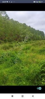 Samsun Terme Besiklide Satikik Cakiltak Fintik Dikili Findik Bahcesi Satilikdir